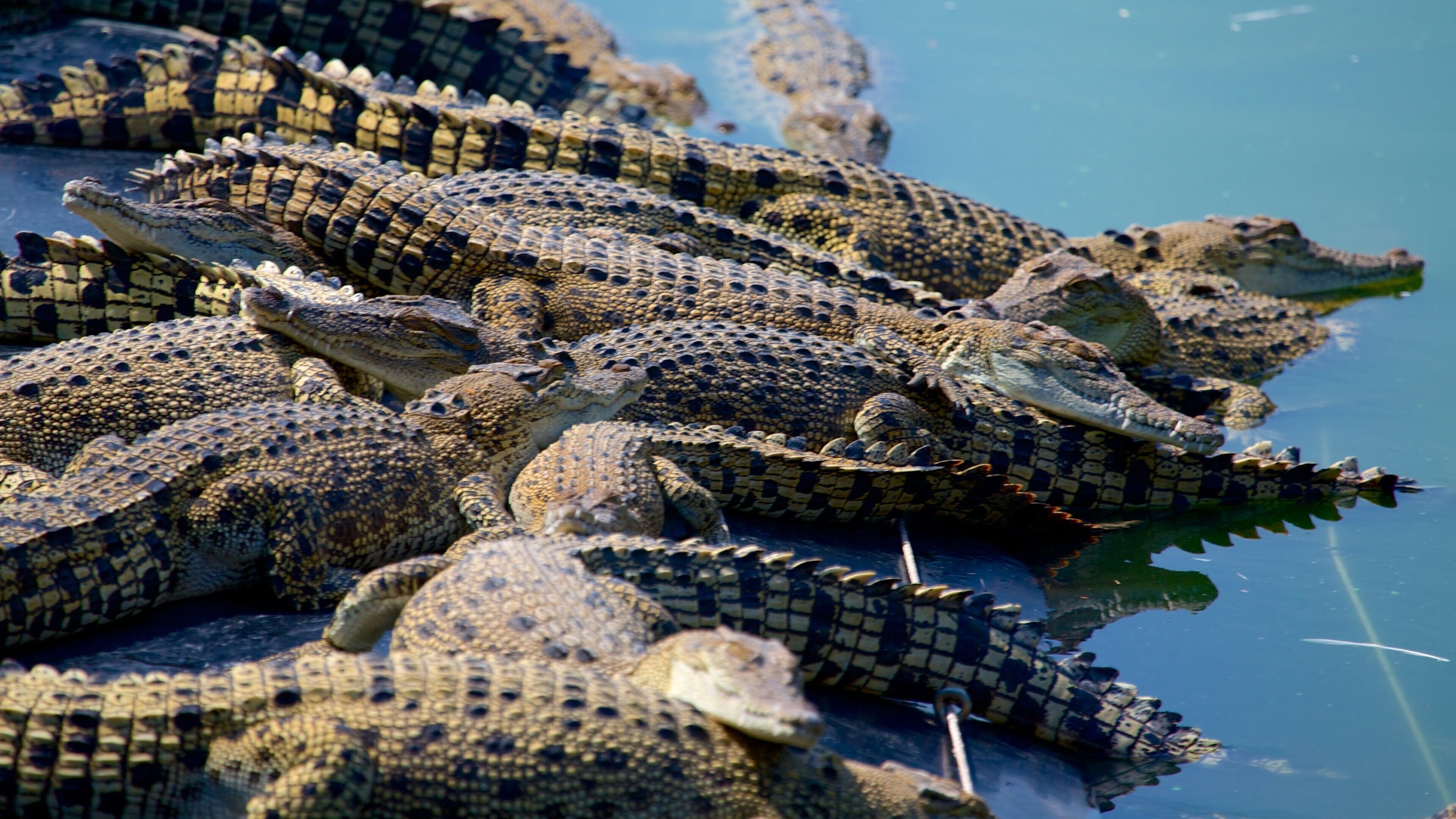 Crocodylus Park showing dangerous animals, zoo animals and general coastal views