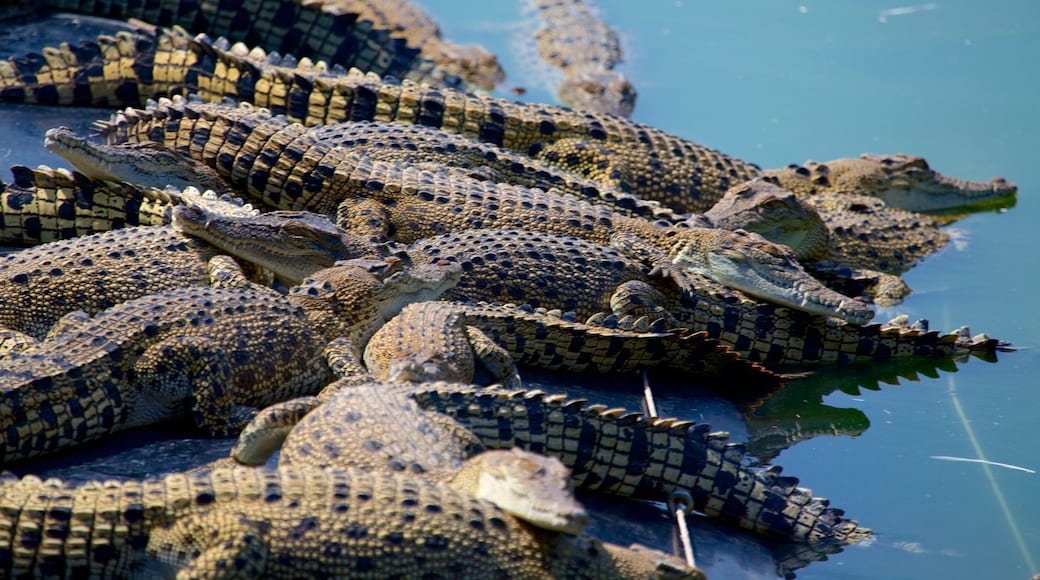 Crocodylus Park som visar zoodjur, farliga djur och kustutsikter