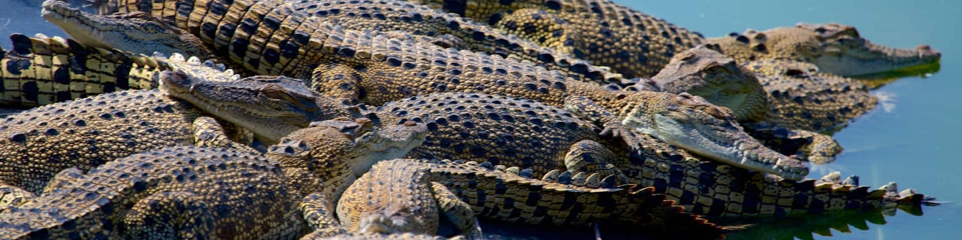 A group of crocodiles basking in the water.