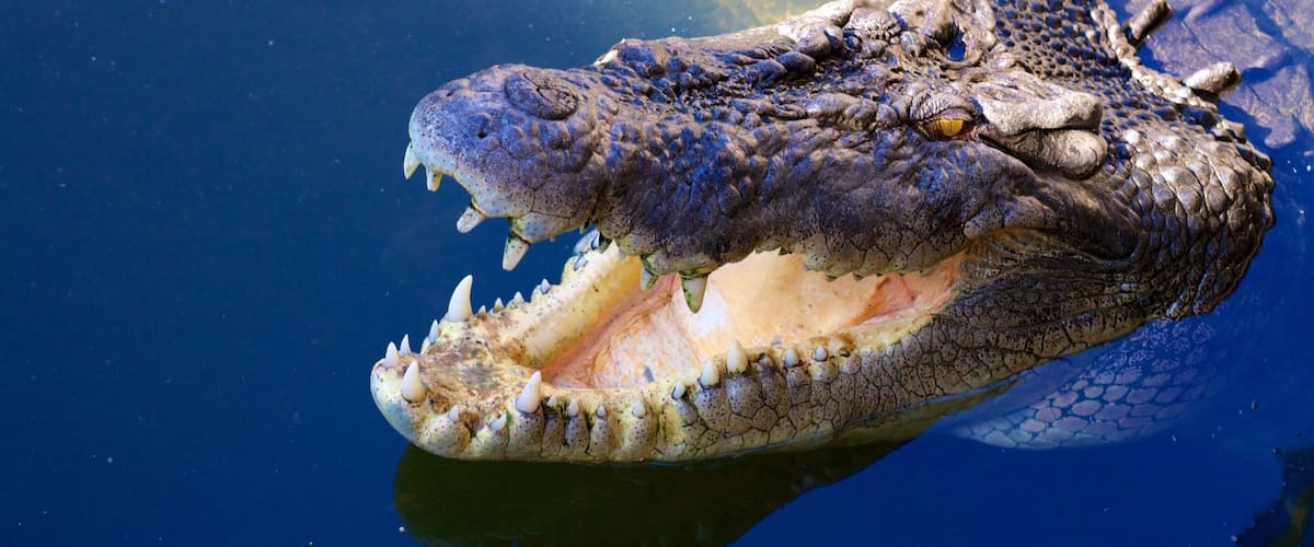 Crocodylus Park mostrando animales del zoológico, animales peligrosos y un estanque