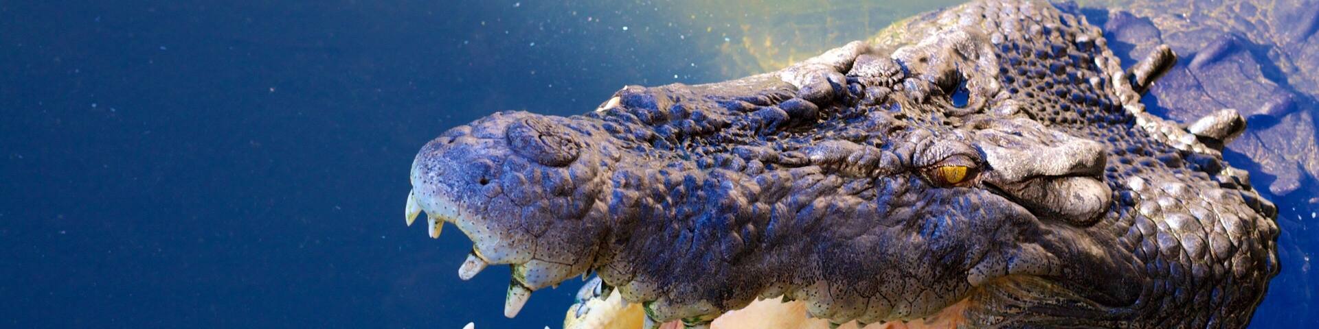 Crocodylus Park which includes zoo animals, dangerous animals and a pond