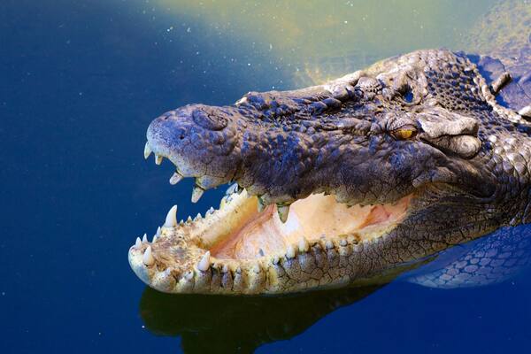 Crocodylus Park welches beinhaltet Zootiere, gefÀhrliche Tiere und Teich
