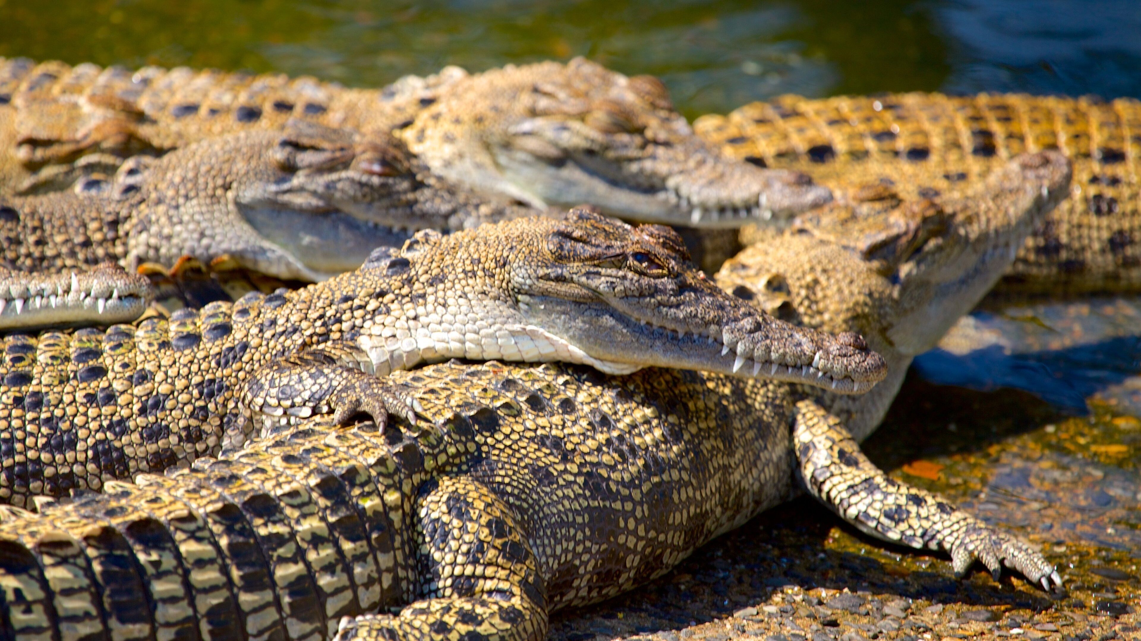 Crocodylus Park showing dangerous animals and zoo animals