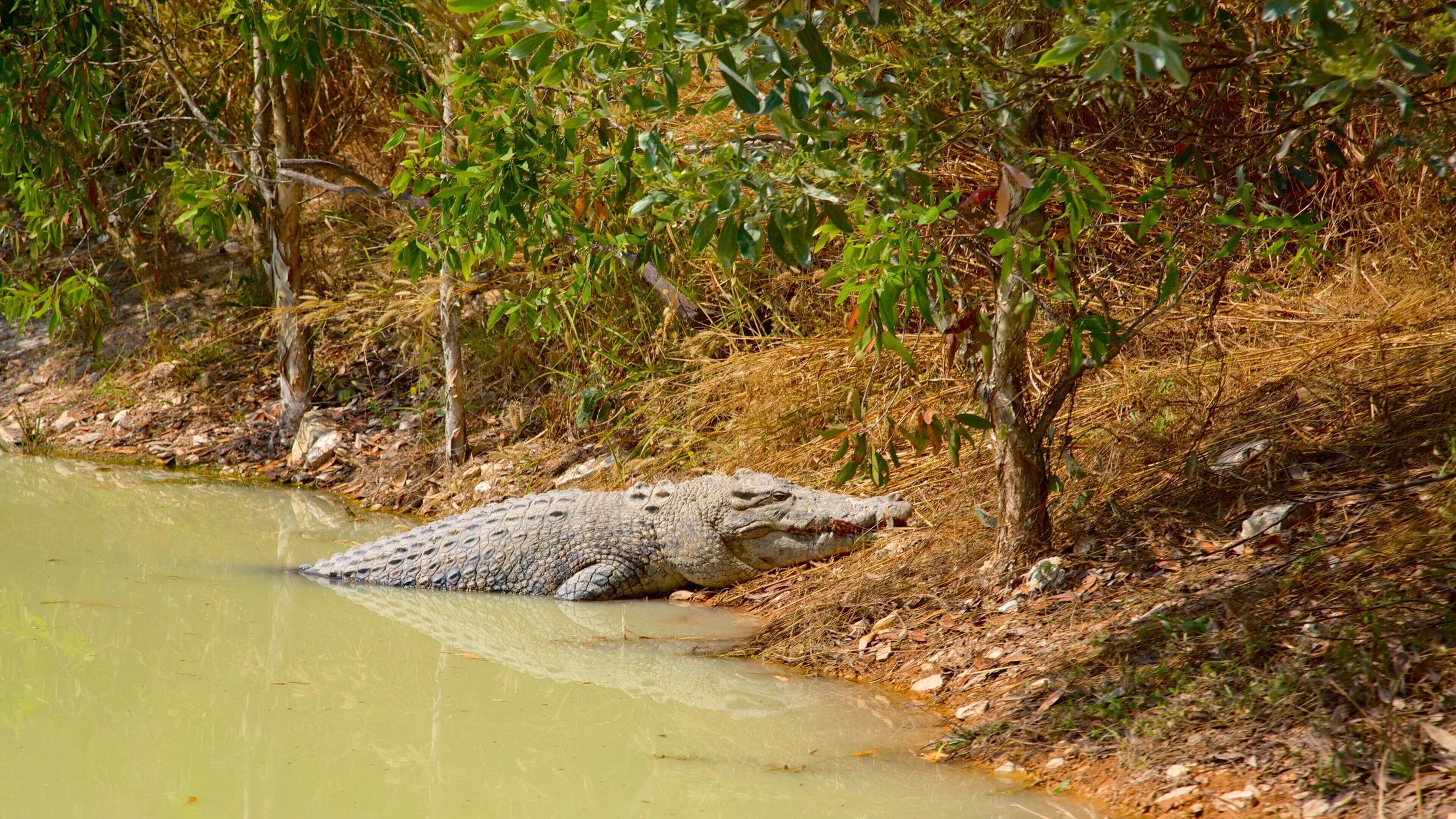 A crocodile resting by a muddy water body surrounded by dry vegetation and trees.