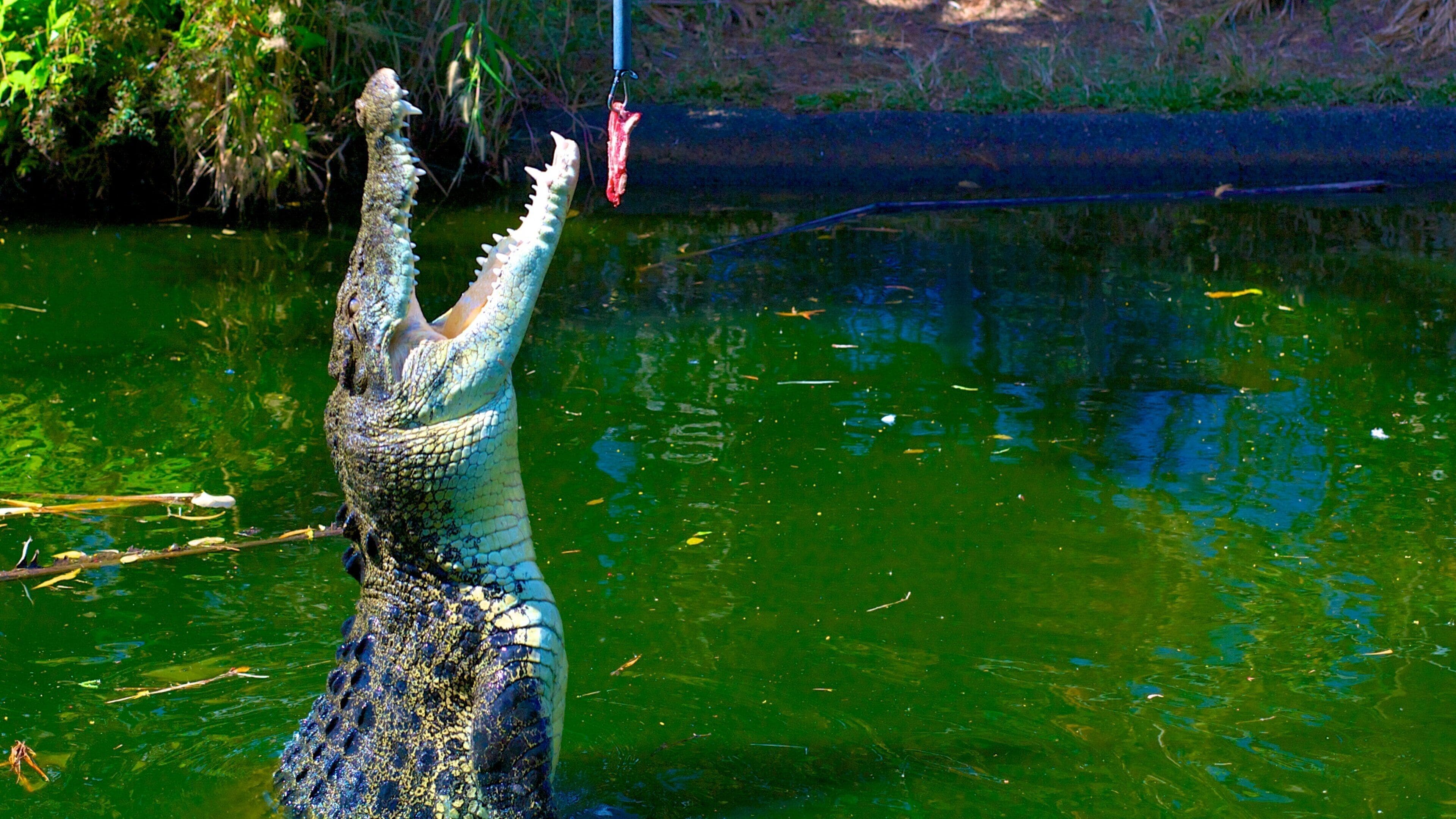 Crocodylus 公園 呈现出 危險動物, 動物園的動物 和 池塘