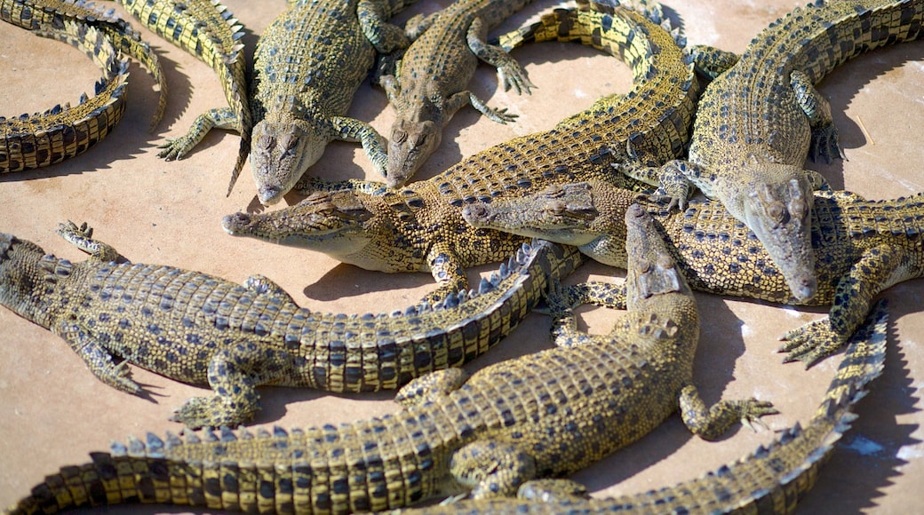 Crocodylus Park presenterar farliga djur och zoodjur