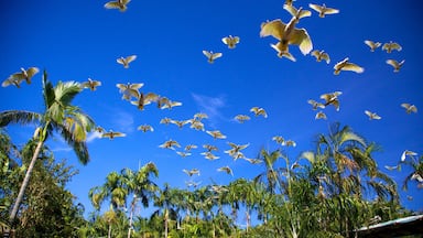Crocodylus Park which includes bird life