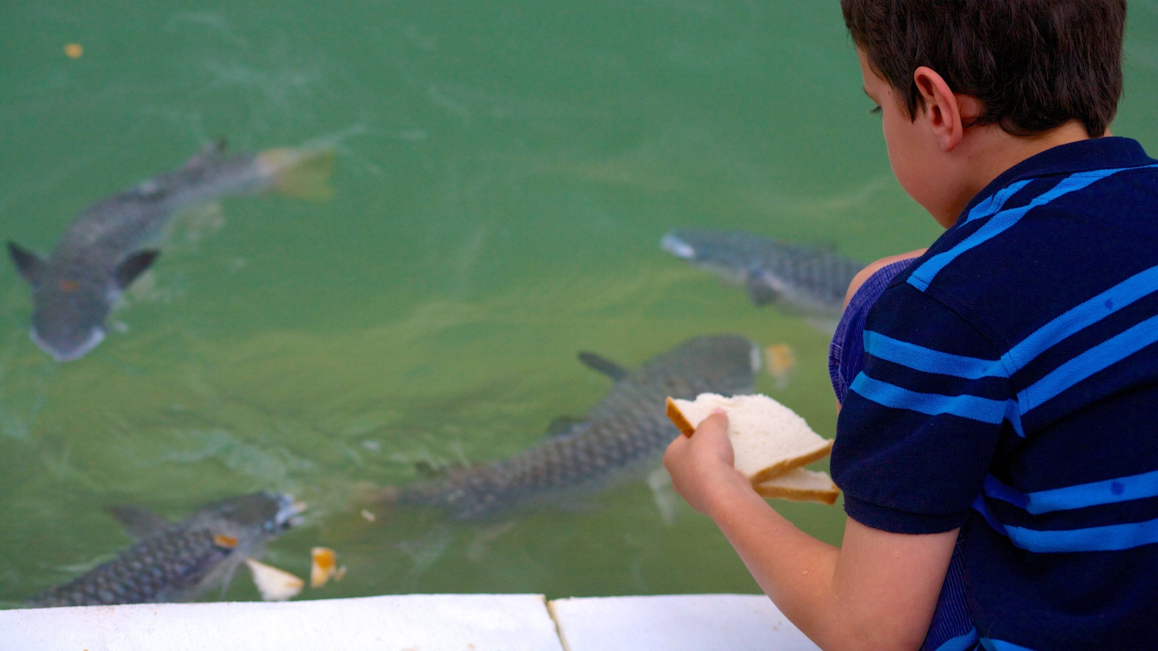 Aquascene som viser sjøliv og dam i tillegg til et barn
