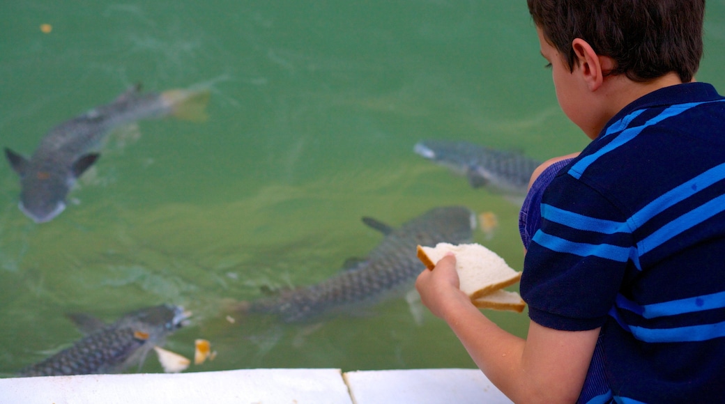Aquascene som viser sjøliv og dam i tillegg til et barn