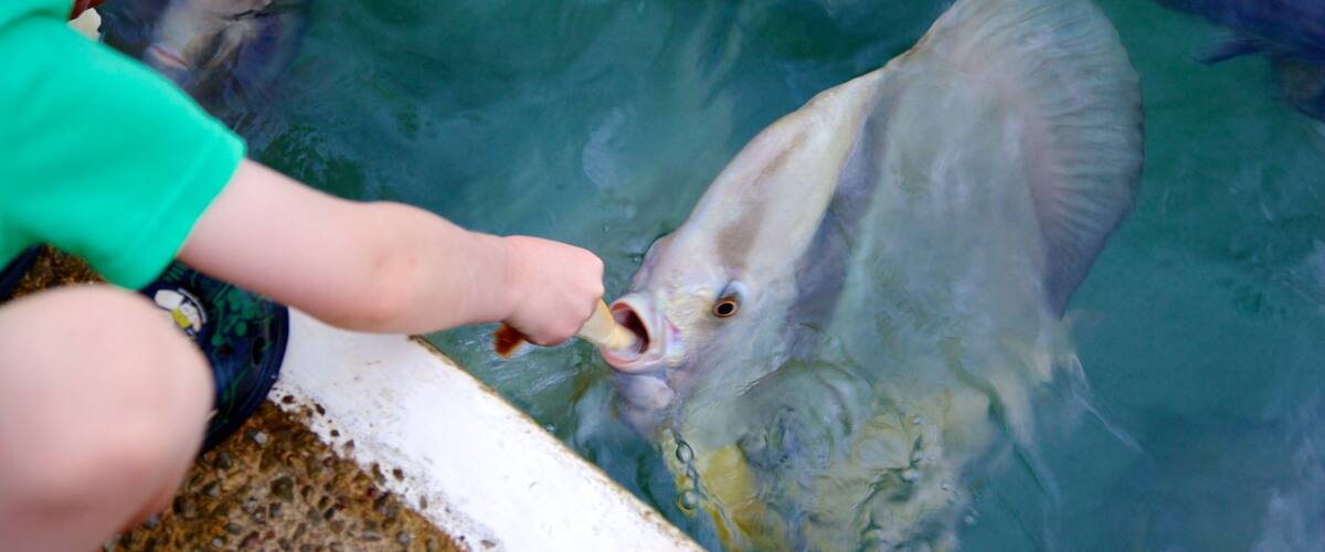 Aquascene which includes marine life