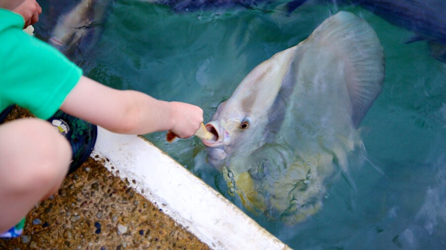 Aquascene which includes marine life