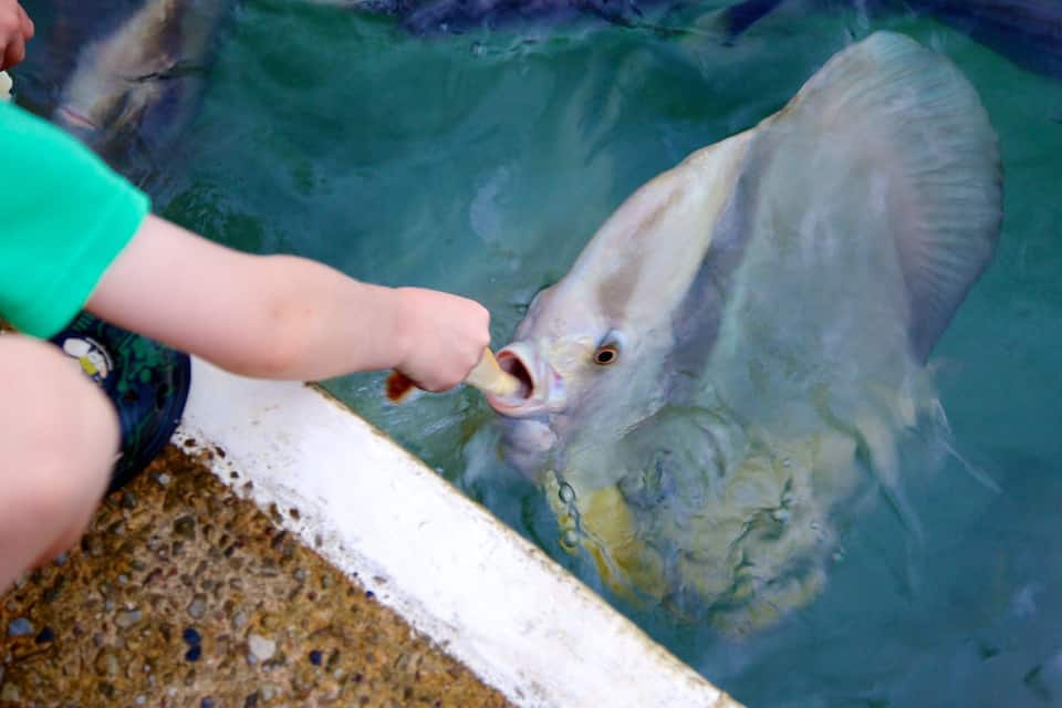 Een kind geeft een grote vis eten in een helder aquarium.