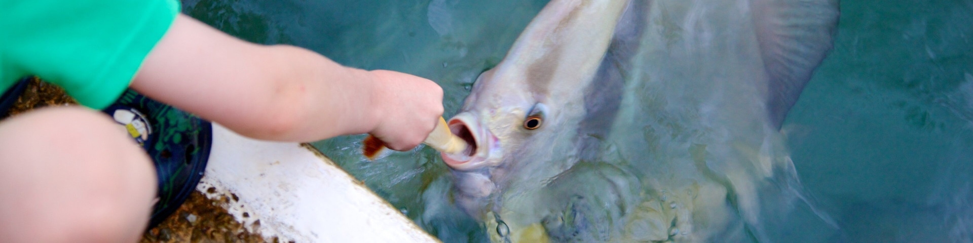 Aquascene which includes marine life