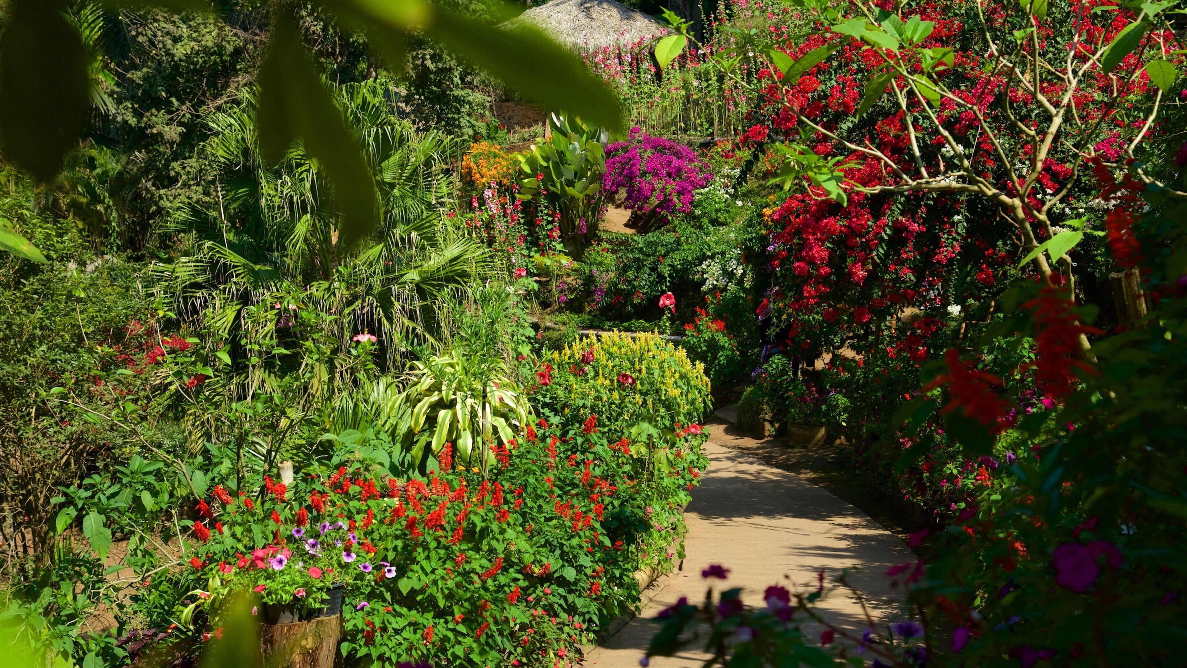 Doi Suthep-Pui National Park featuring flowers and a garden