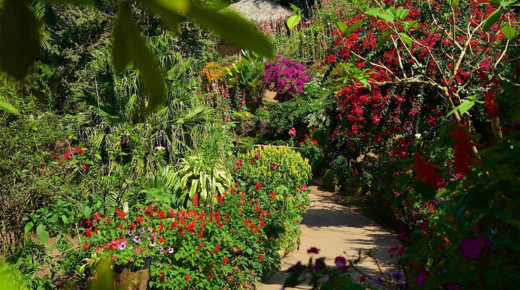 Parque Nacional Doi Suthep-Pui mostrando flores y un jardín