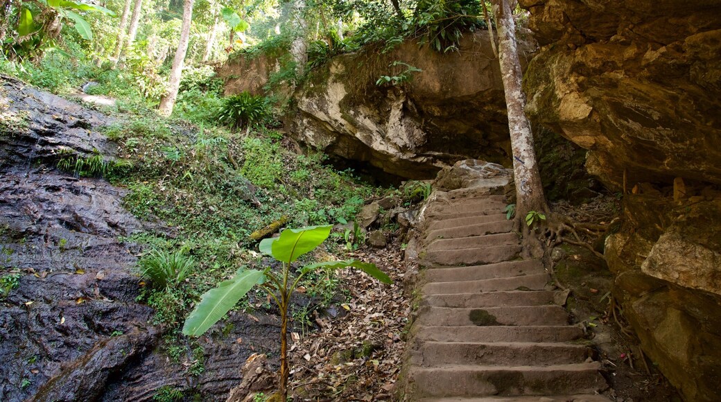 Doi Suthep-Pui National Park which includes a garden
