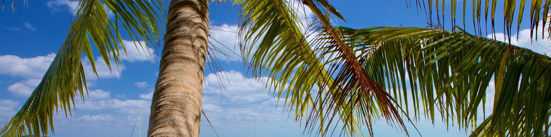 A beach with clear turquoise water, a palm tree, and boats in the distance.