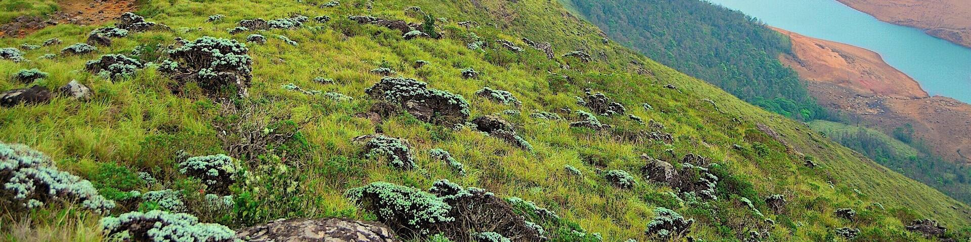 A view from a trail in the Upper Bhavani area of the Nilgiri Hills in Tamil Nadu, India.