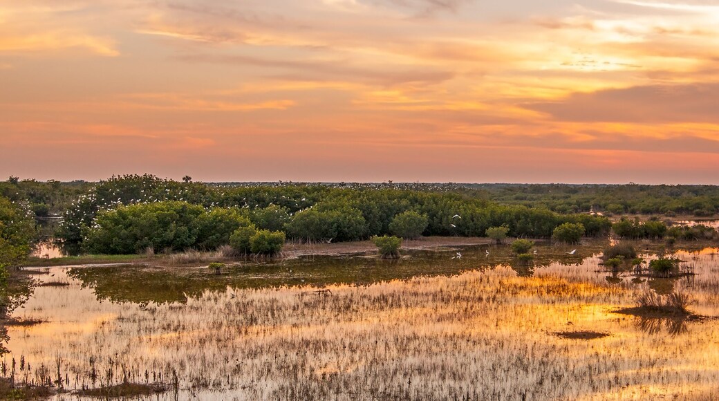 A sunset panorama from the Marsh Trail in the Everglades Ten Thousand Islands refuge at dusk. Flocks of egrets come to the mangroves to roost, and the birds are visible on the treetops.