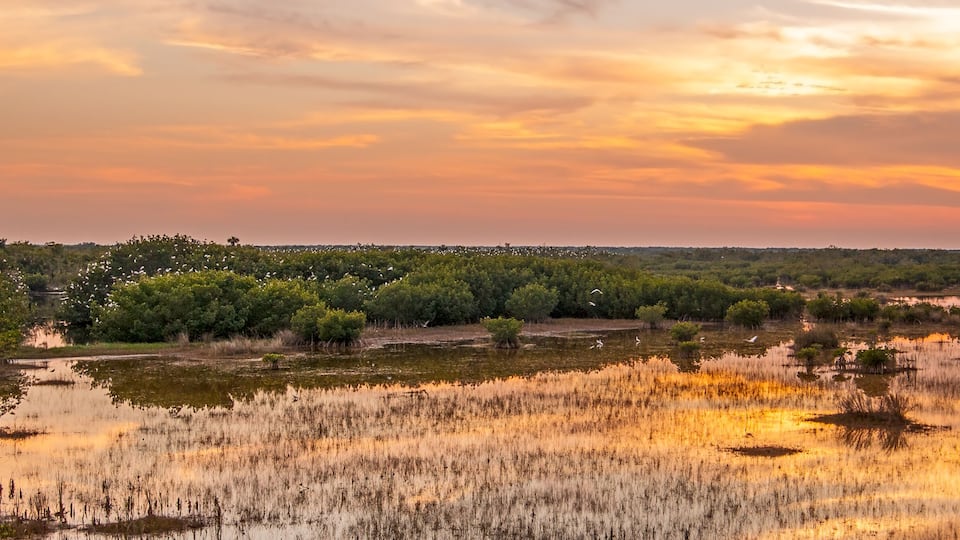 A sunset over a wetland with scattered trees and a distant city skyline.