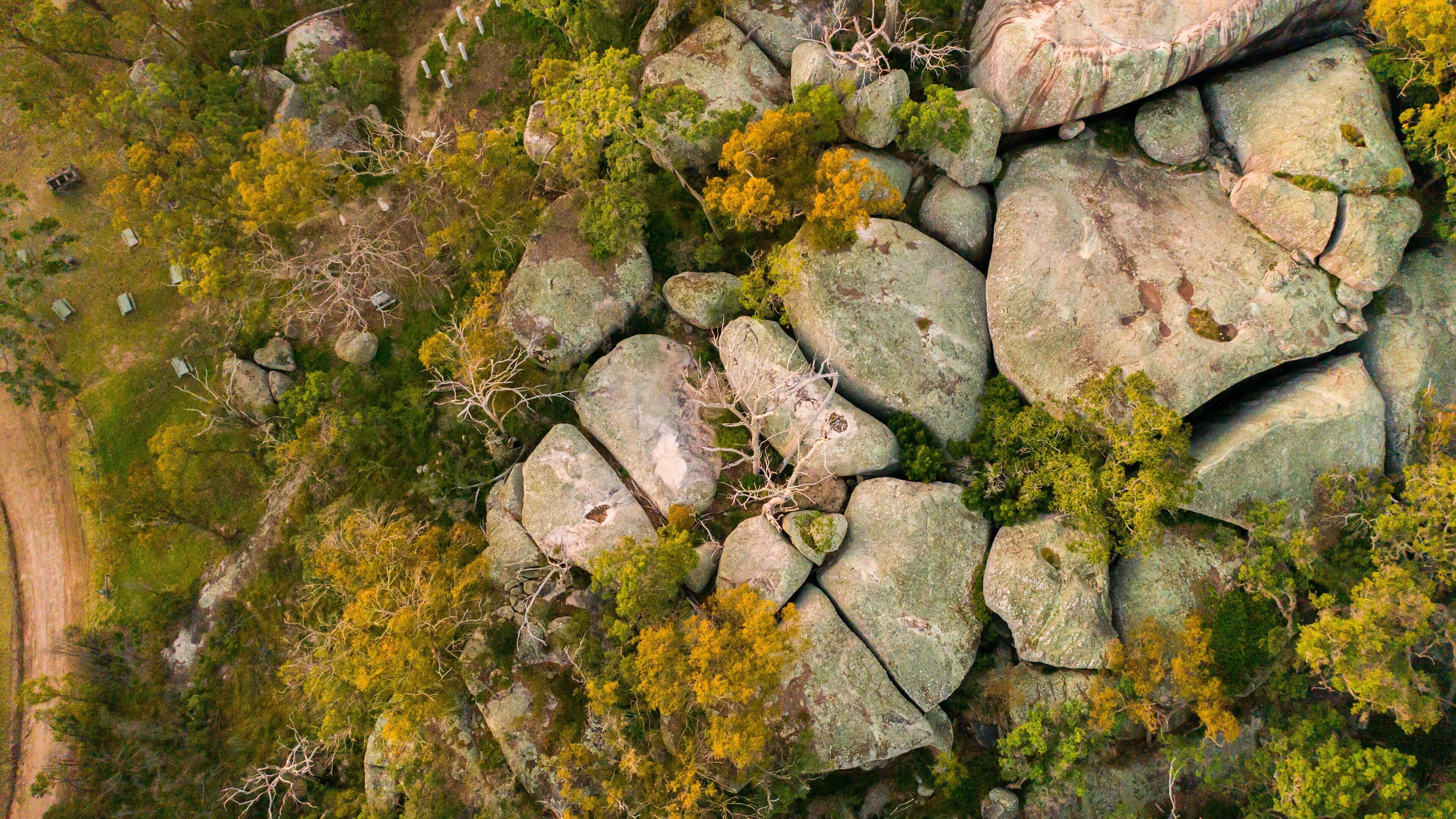 A rocky terrain with scattered trees and moss-covered rocks.