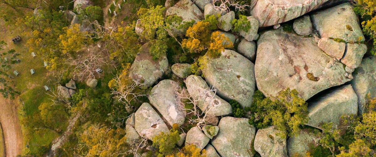 A rocky terrain with scattered trees and moss-covered rocks.