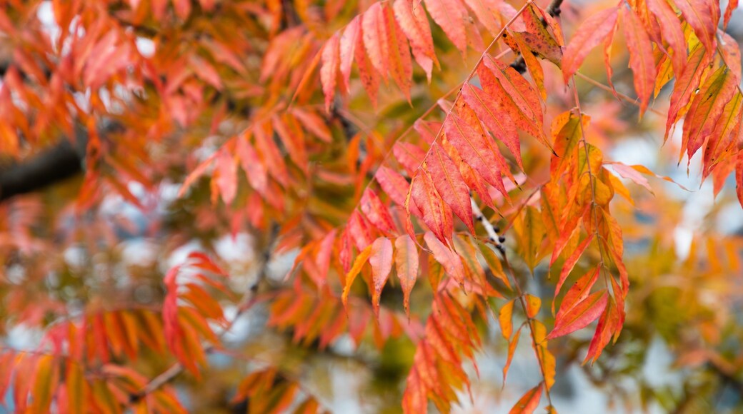 St Maarten and St Martin showing autumn leaves