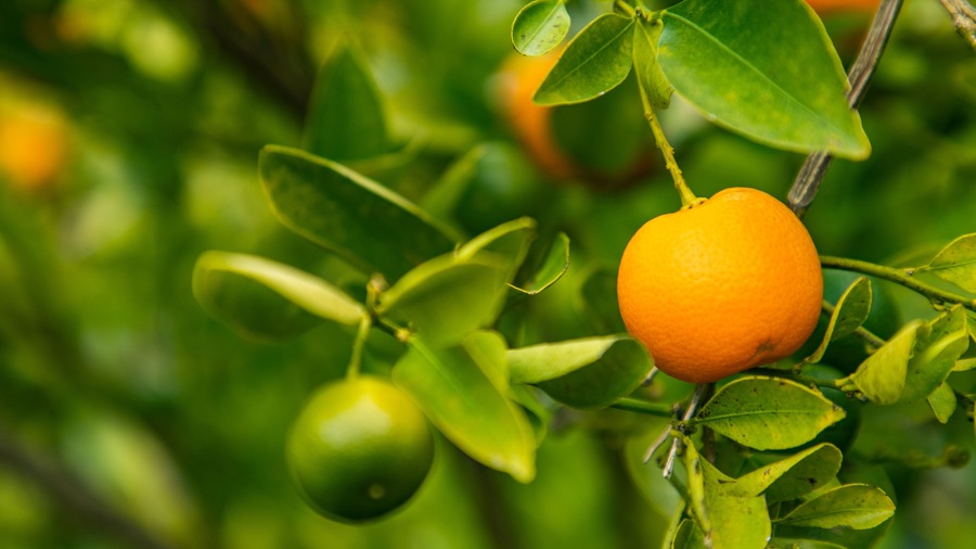 St Maarten and St Martin which includes farmland