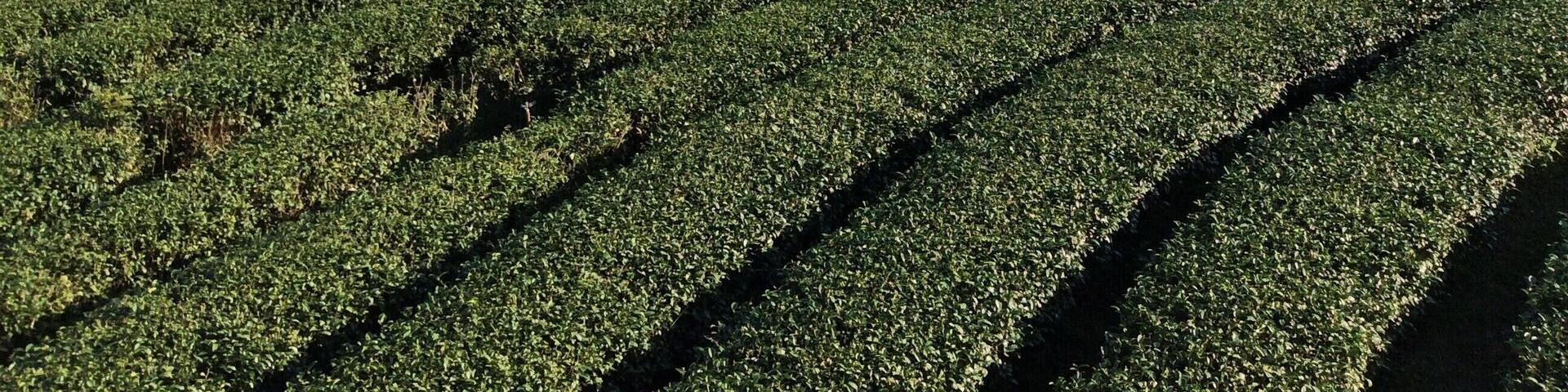 Stunning view and good rest stop for tea and smoothies.