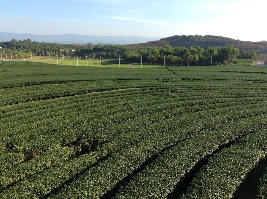 Stunning view and good rest stop for tea and smoothies.