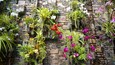 A variety of orchids and other plants growing on a stone wall.