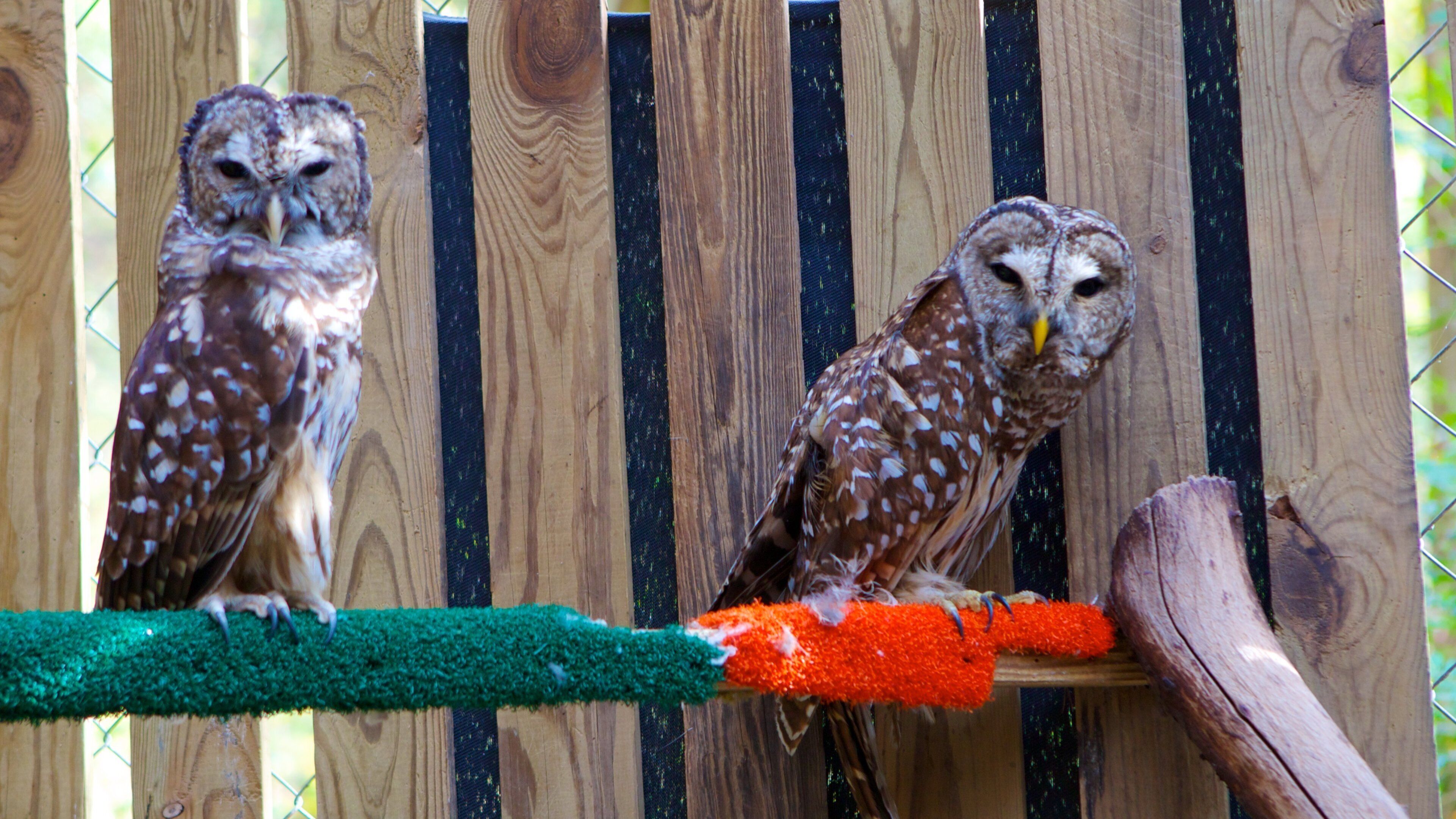 Daniel Stowe Botanical Garden mit einem Innenansichten und Vögel