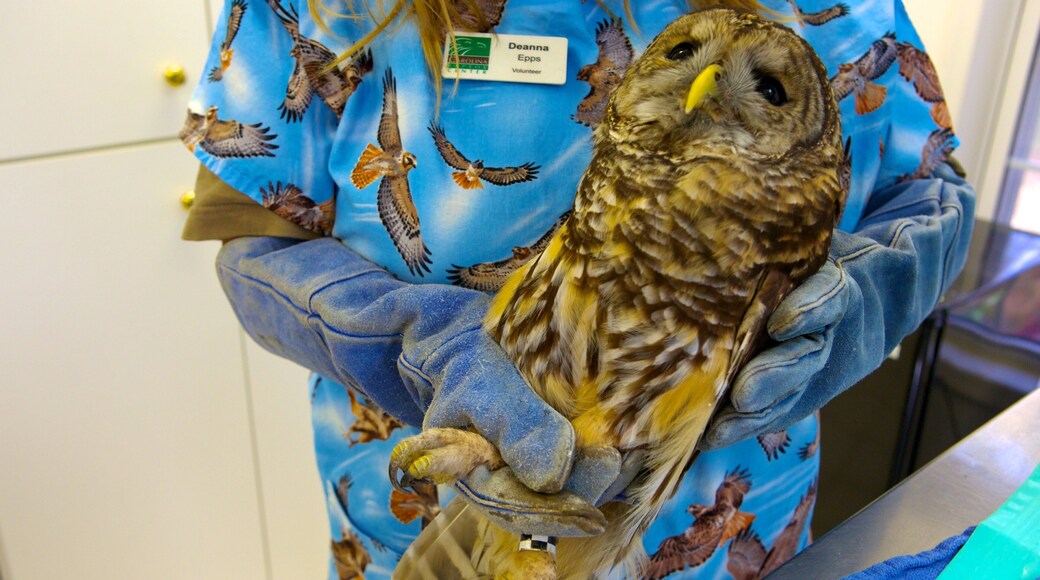 Daniel Stowe Botanical Garden welches beinhaltet Innenansichten, Zootiere und Vögel