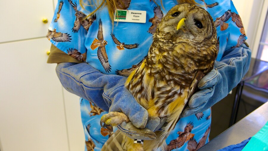 Daniel Stowe Botanical Garden featuring zoo animals, interior views and bird life