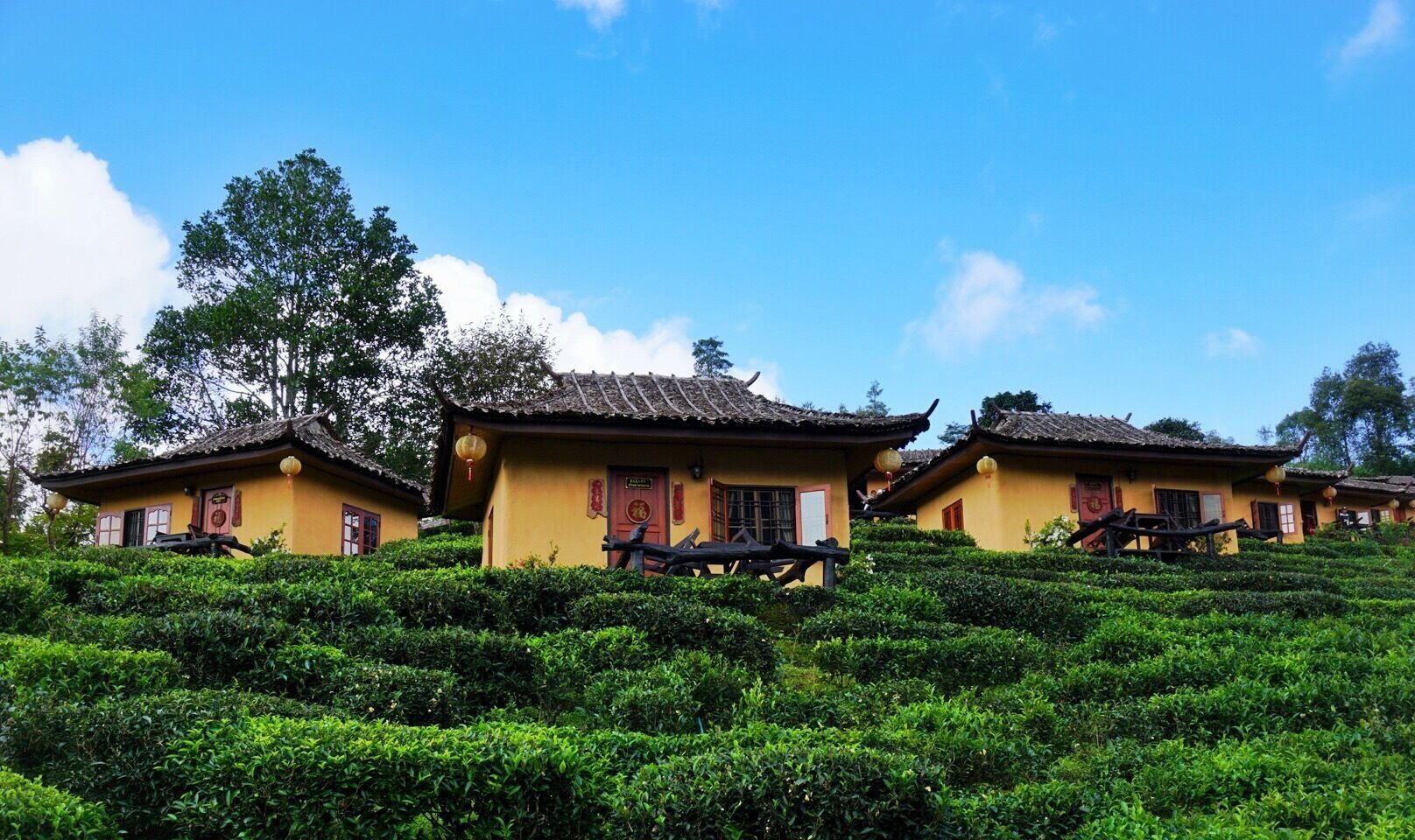 A traditional yellow-roofed building with a tiled roof, surrounded by lush green tea bushes.