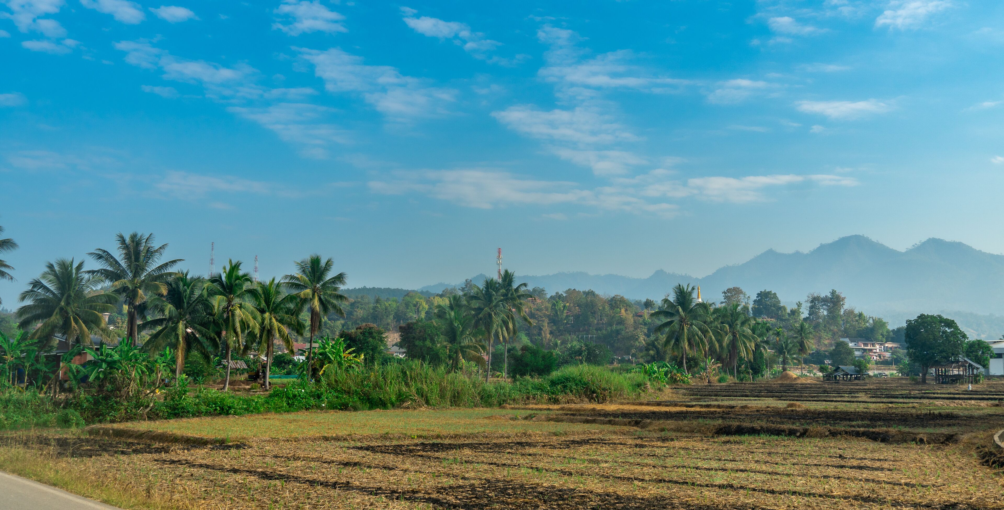 A rural landscape with palm trees, terraced fields, and mountains in the background.