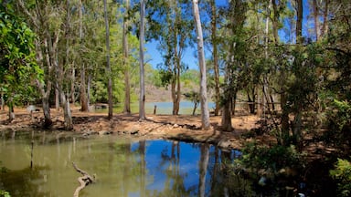A serene forested area with a calm pond surrounded by tall trees and rocky terrain.