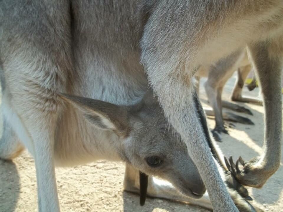 Billabong sanctuary in Townsville, Australia. You can watch many species of snake, bird and so on and bet on your favorite turtle on the casual turtle race. Also you can feed turtles, kangaroos and crocodiles
#roadtrip