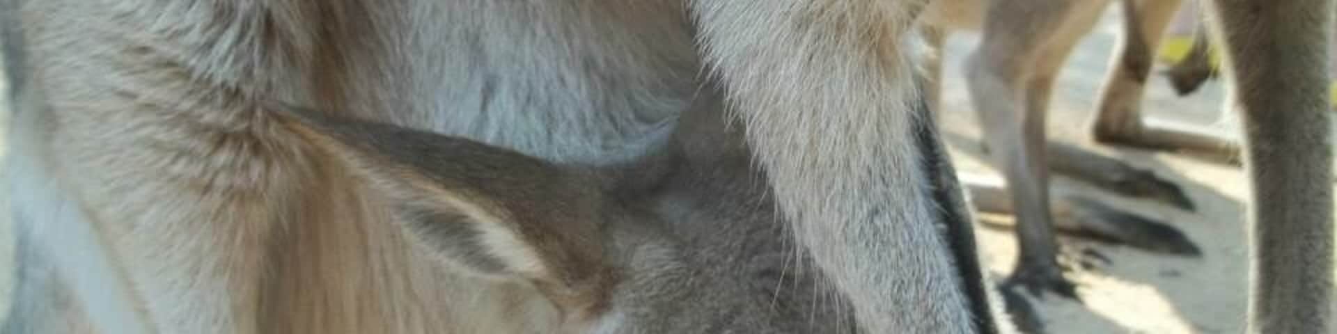 Primeiro plano da cabeça e das patas dianteiras de um canguru.
