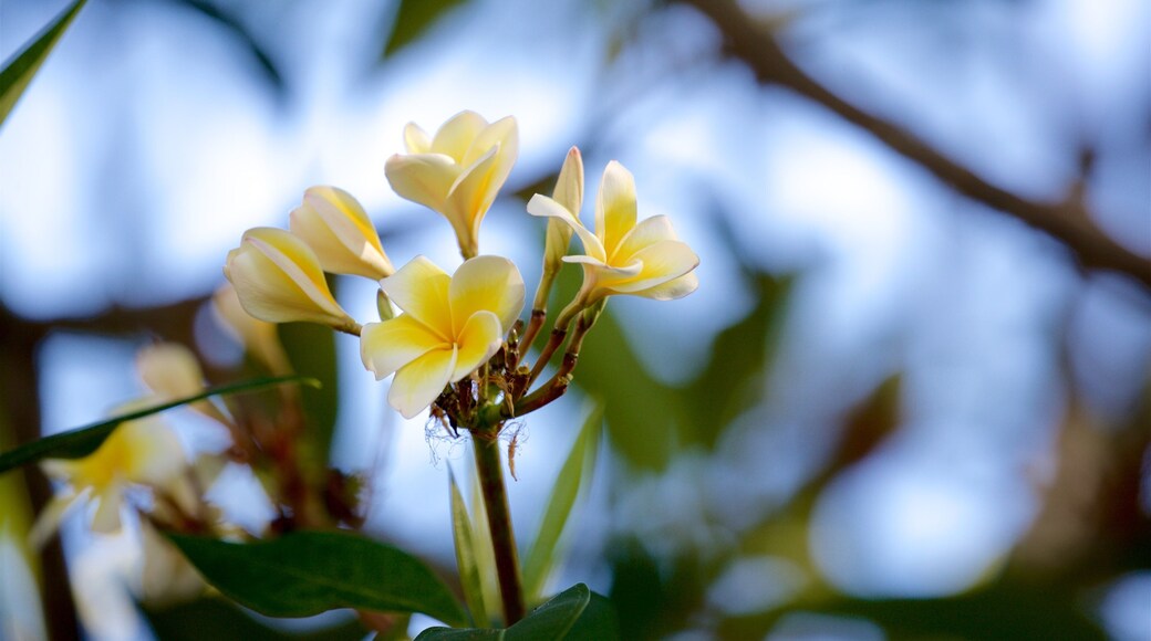St Maarten and St Martin featuring wildflowers