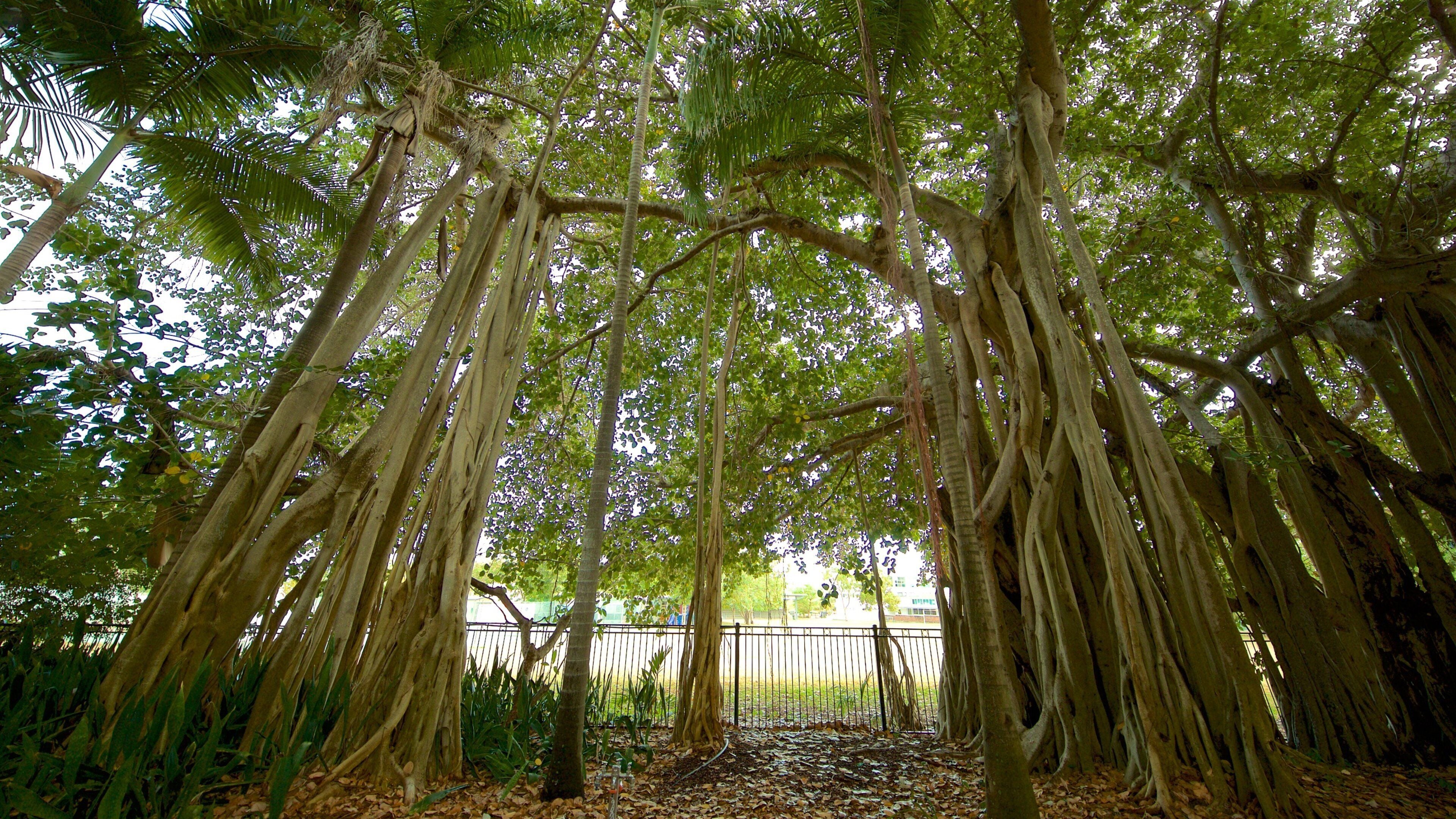 St Maarten and St Martin showing a garden