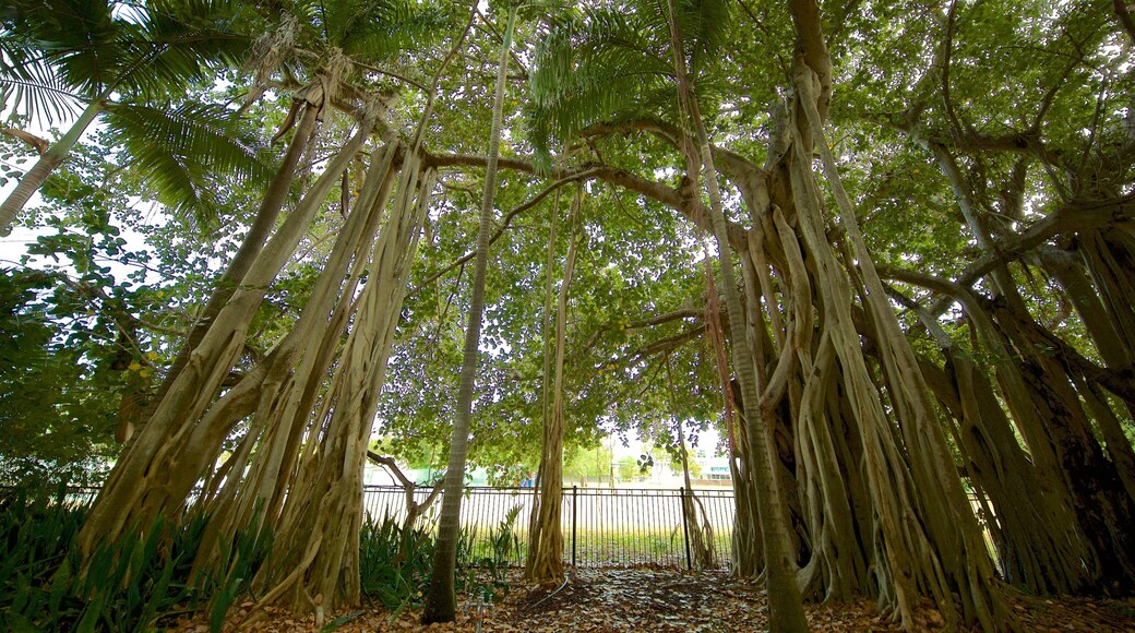 St Maarten and St Martin showing a garden
