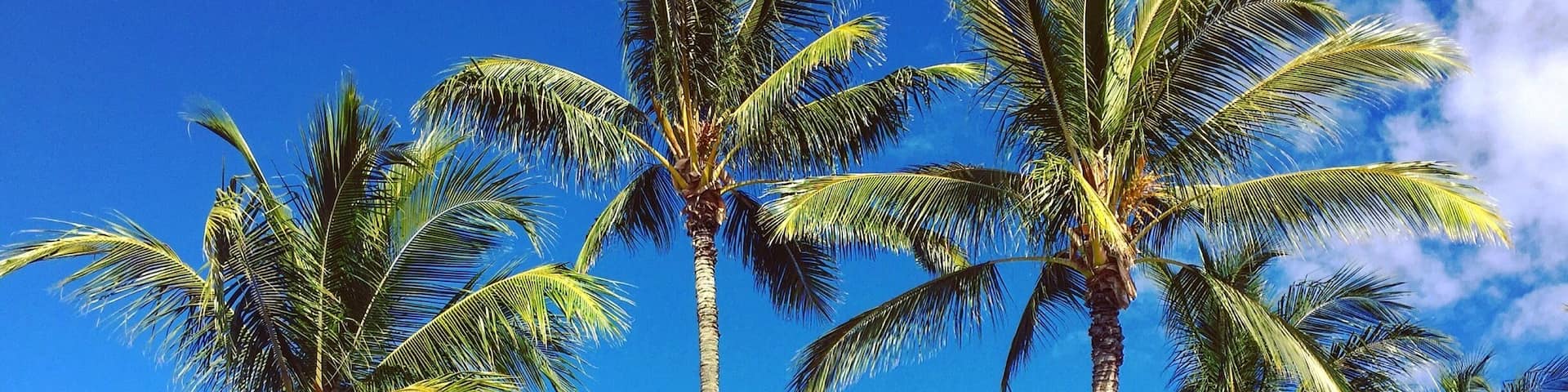 A beach with palm trees and boats.
