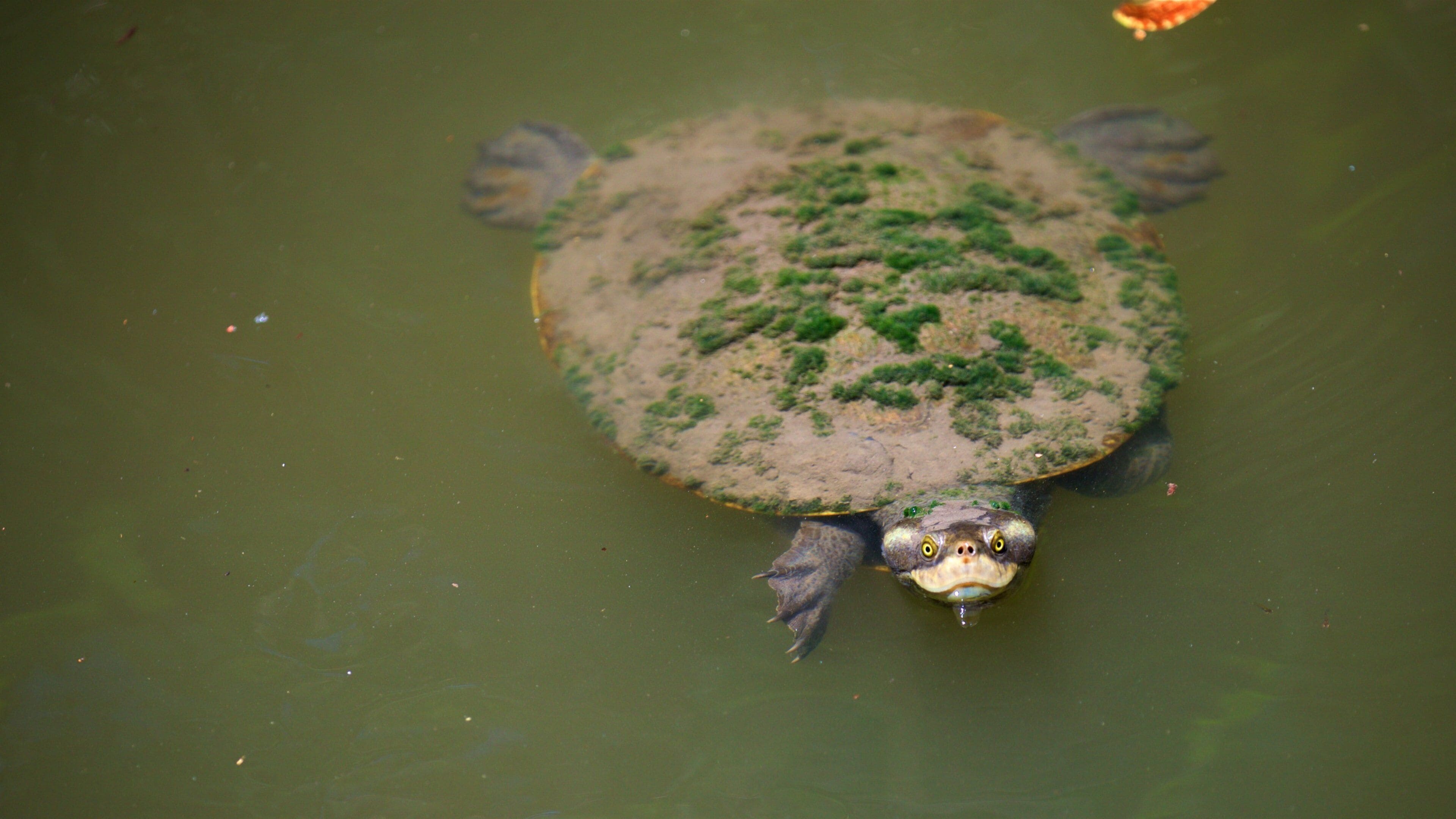 Billabong reservat som inkluderer sjøliv