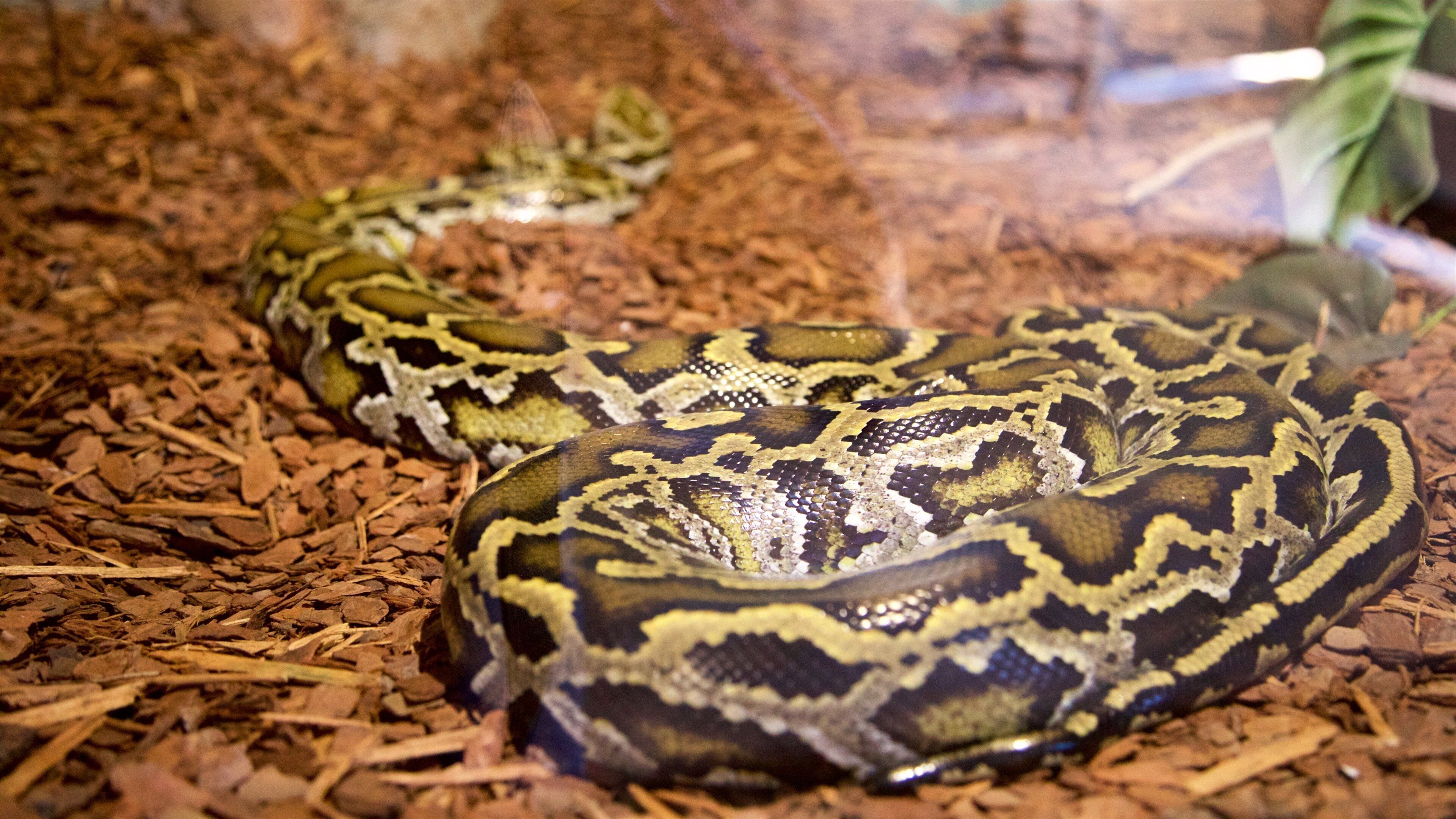 Billabong Sanctuary featuring dangerous animals