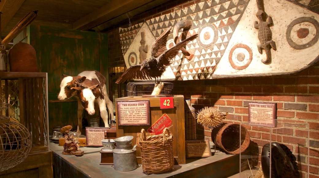 Ripley\'s Believe It or Not which includes interior views