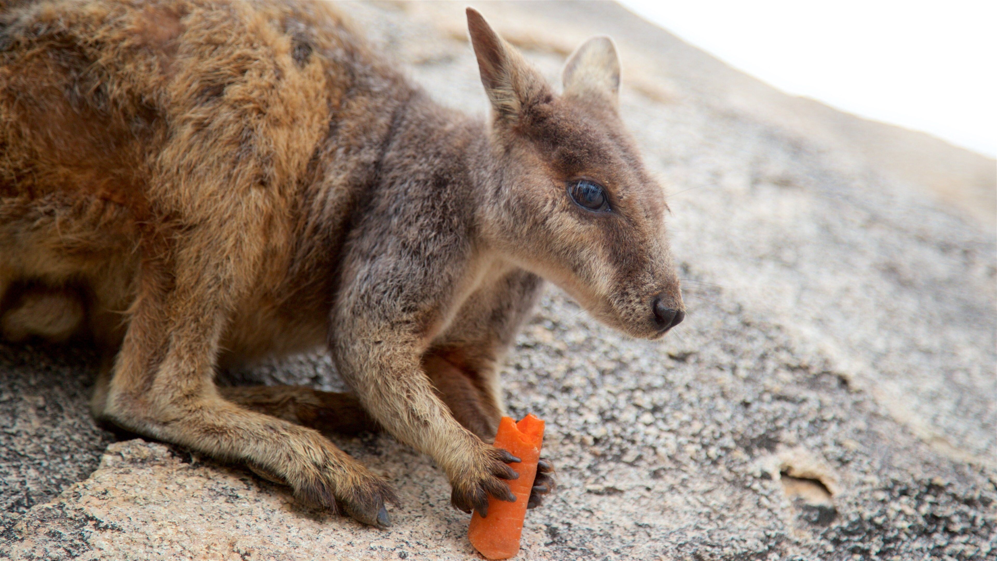 Magnetic Island National Park das einen niedliche oder freundliche Tiere