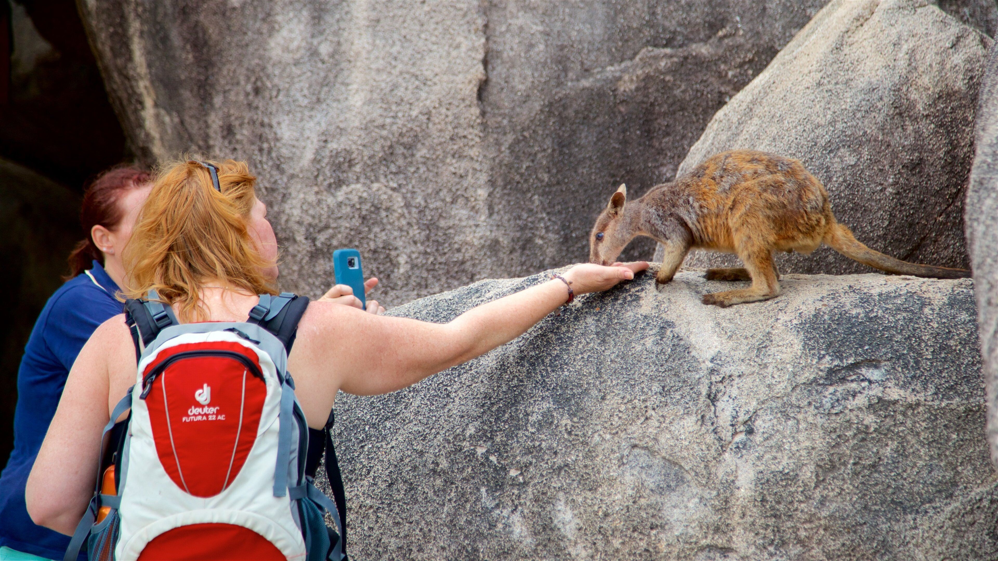Magnetic Island National Park presenterar gulliga djur såväl som en kvinna