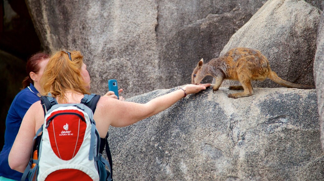 Magnetic Island National Park presenterar gulliga djur såväl som en kvinna
