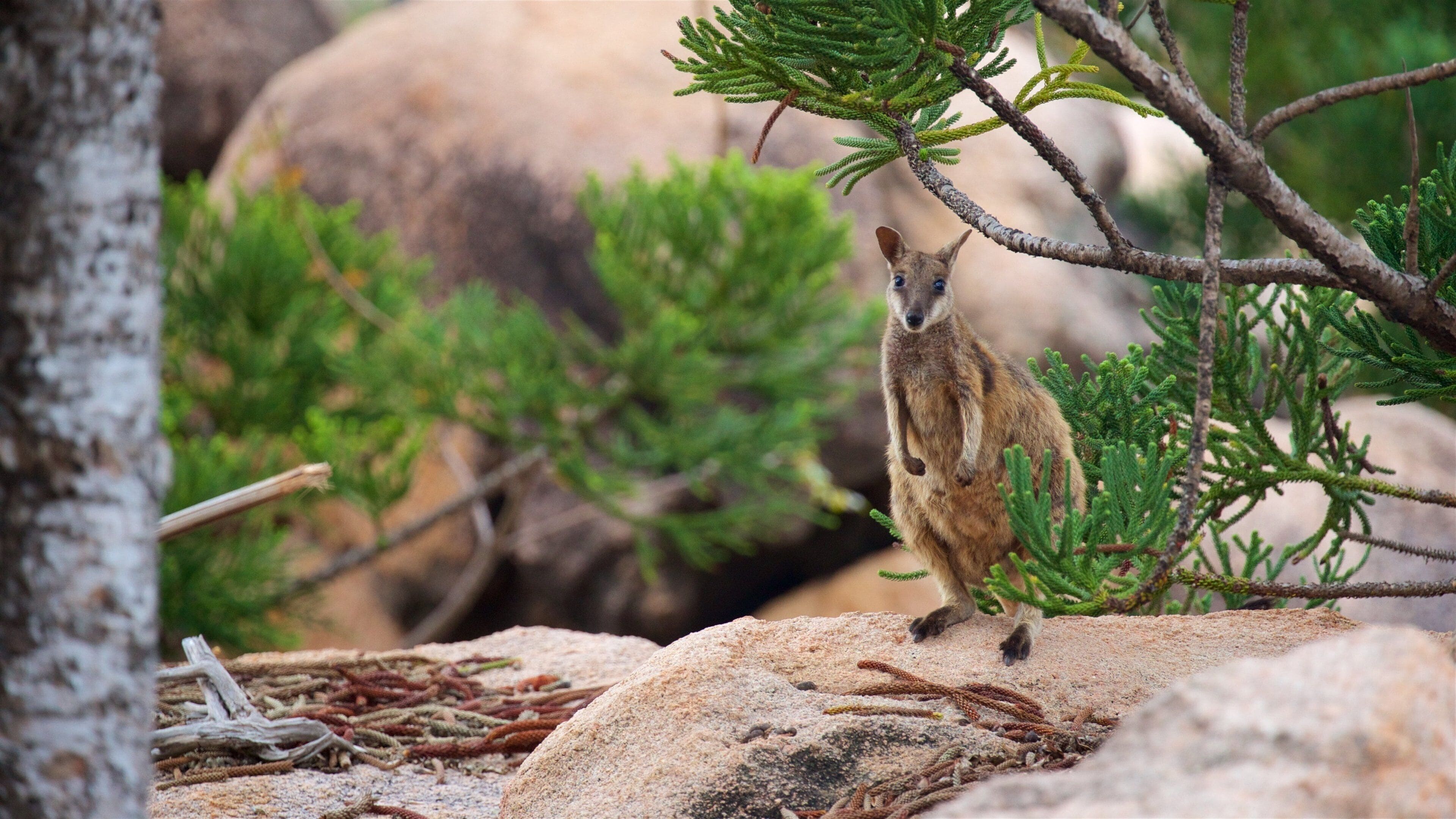 A kangaroo standing on a rocky surface with green foliage in the background.
